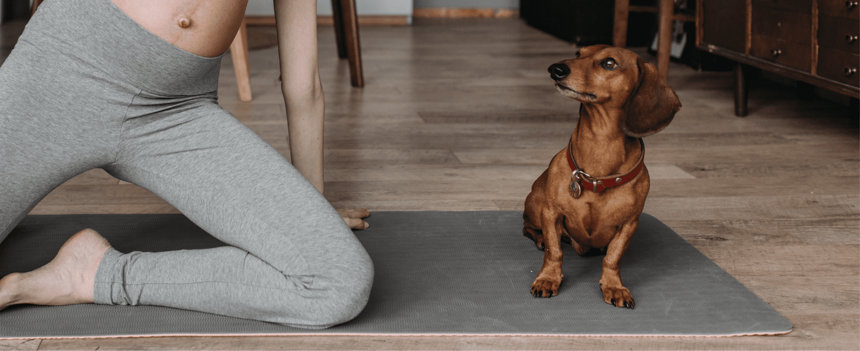 Guest Blog: 5 Ways to Exercise Your Dog When You Can't Go on a Walk