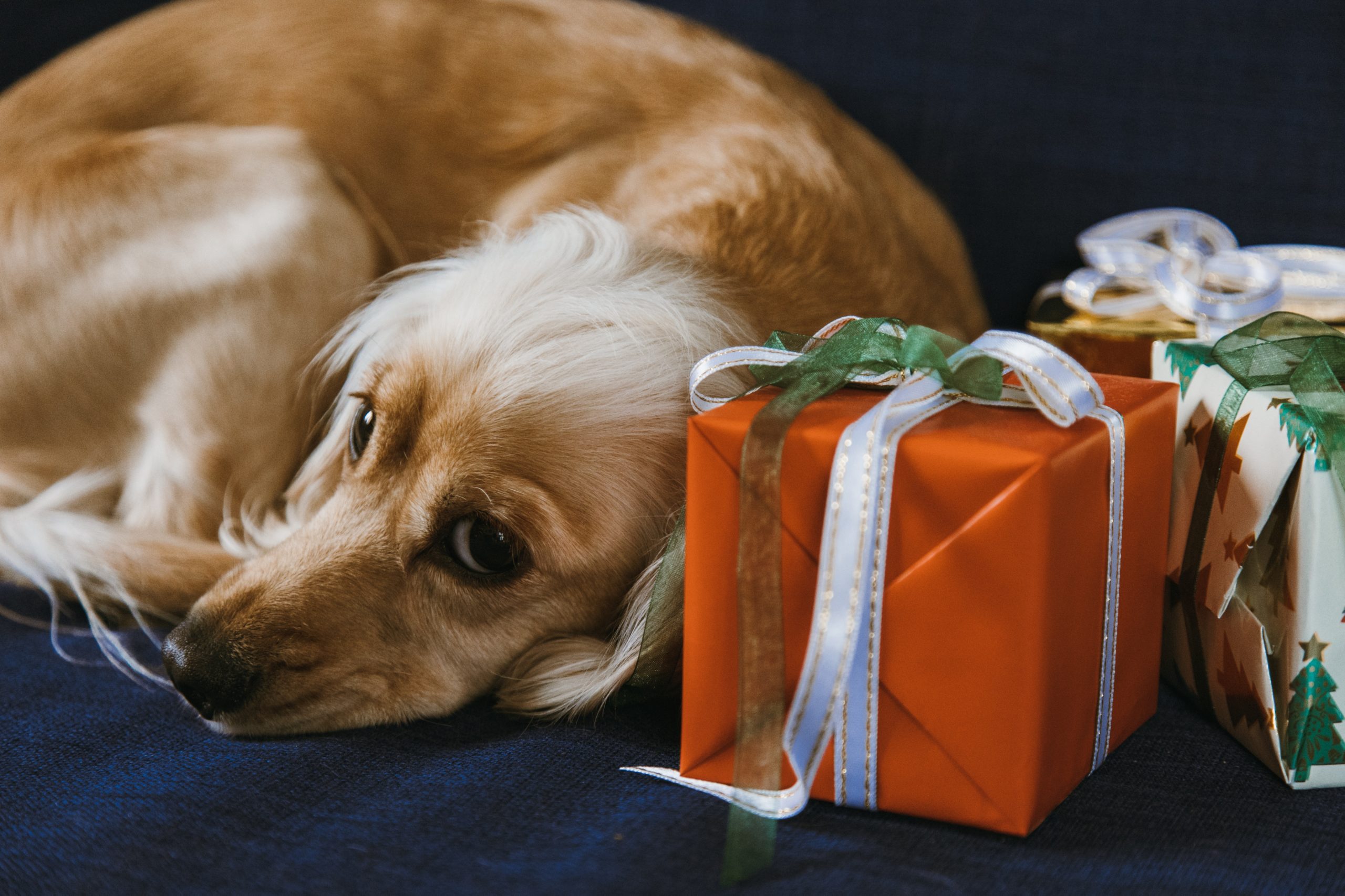 dog with gifts