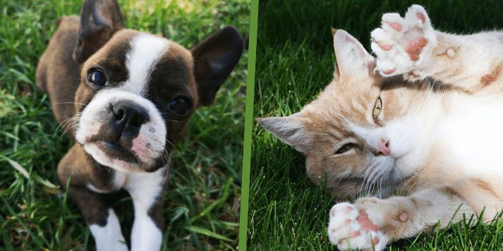 A dog and a cat in grass.