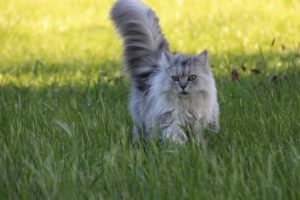 A fluffy cat running in the grass.