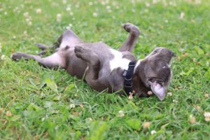 A short hair dog rolling over in grass.