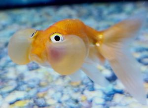 A bubble eye fantail fish. Getting a pet fish: what you need to know.