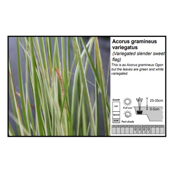 Acorus Gramineus Variegatus - 9cm