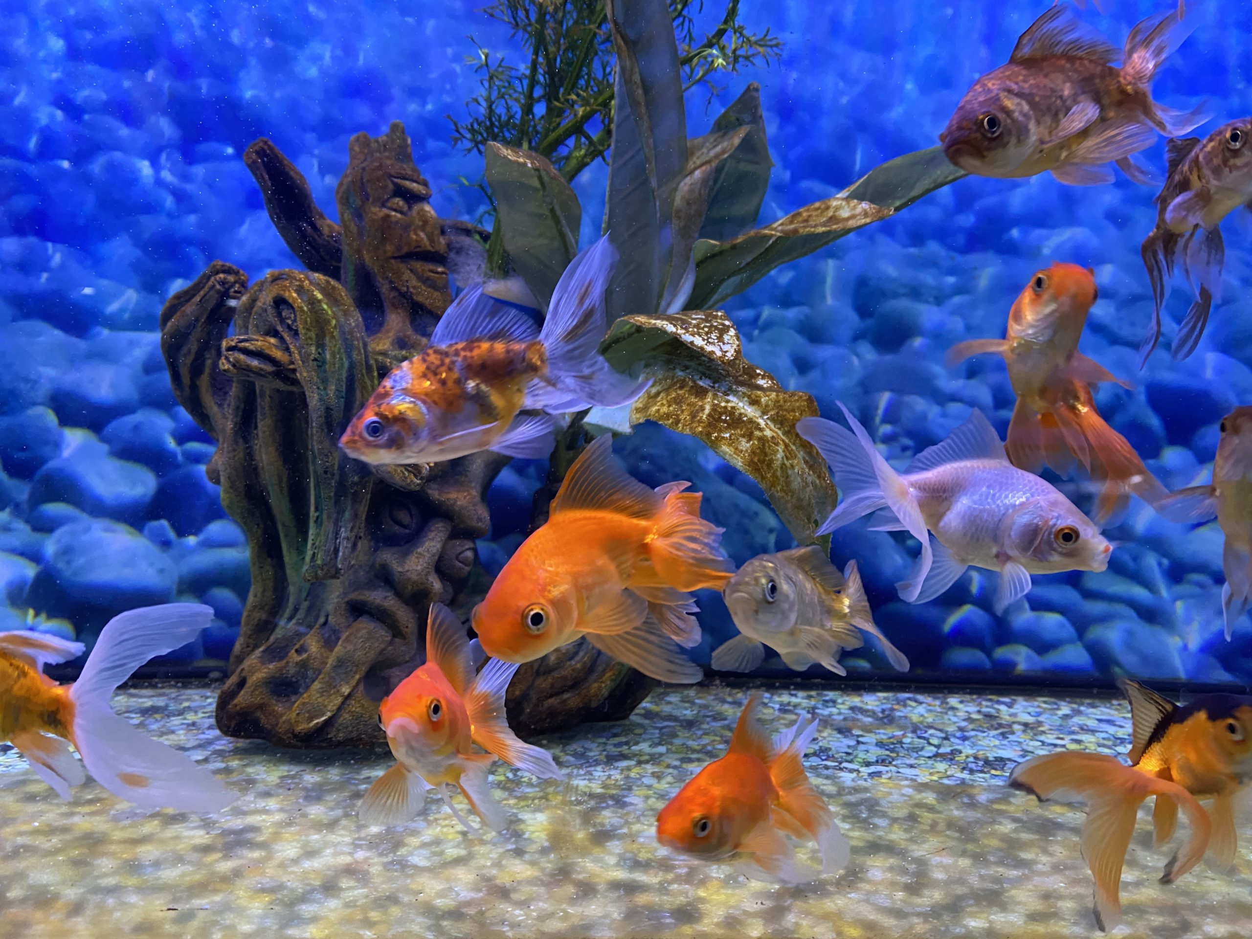 Getting a Pet Fish: What You Need to Know.