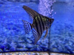 An angelfish. Getting a pet fish: what you need to know.