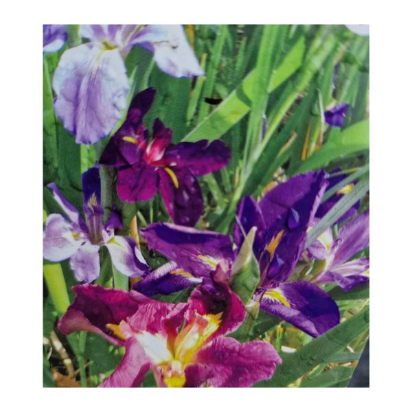 Iris louisiana Mixed - 3 Litre