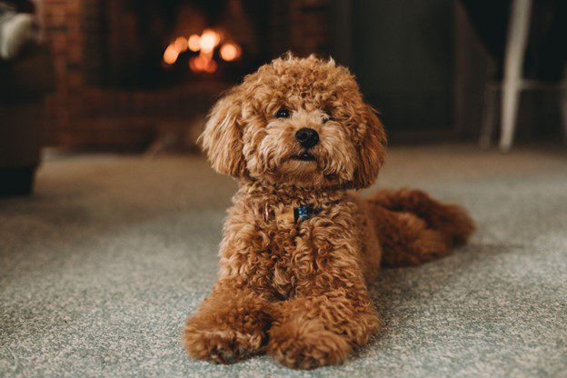 Fire Safety for Dogs