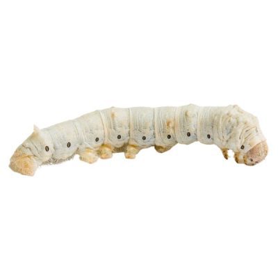 Silkworm (Large) - Livefood