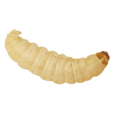Waxworms 15g (on egg-pack) - Livefood