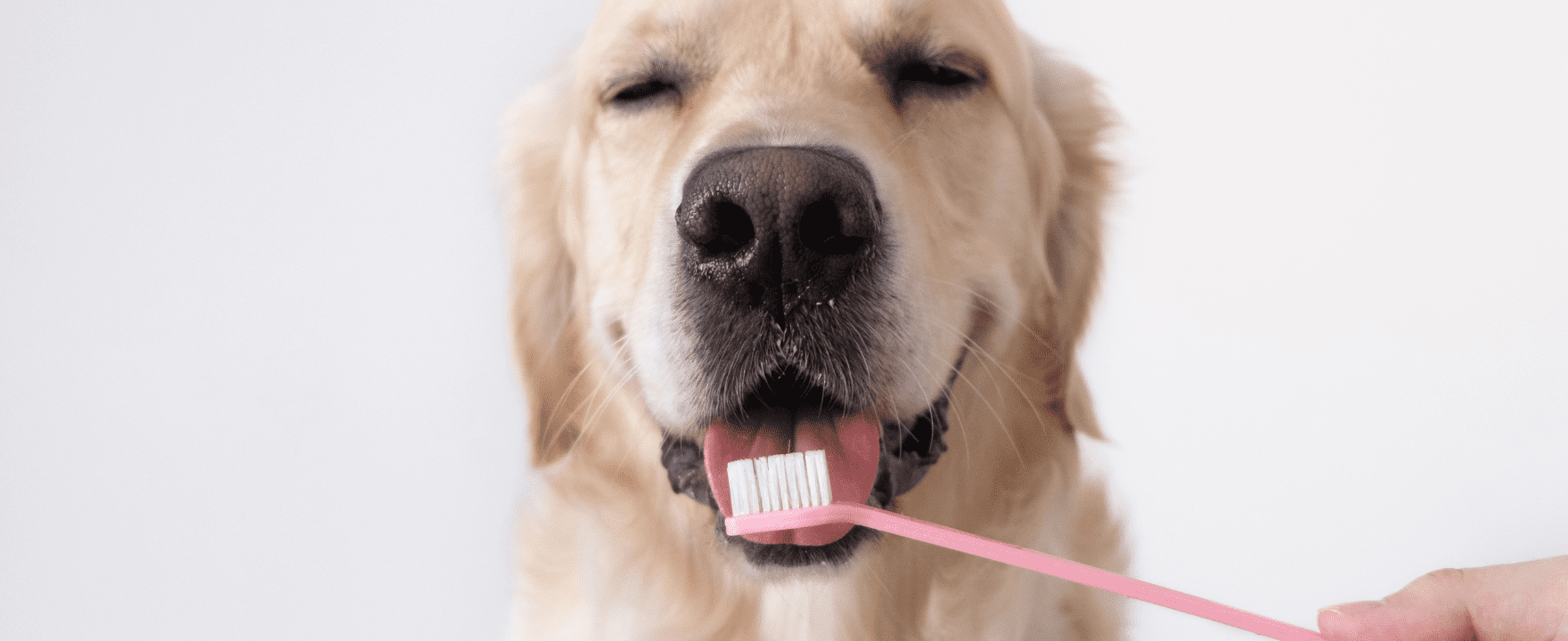 A happy dog having their teeth brushed.