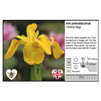 Iris Pseudacorus 9cm