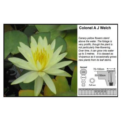 Nymphaea Colonel A J Welch (3 Litres)