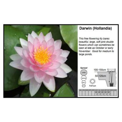 Nymphaea Darwin (Hollandia) - 3 Litres