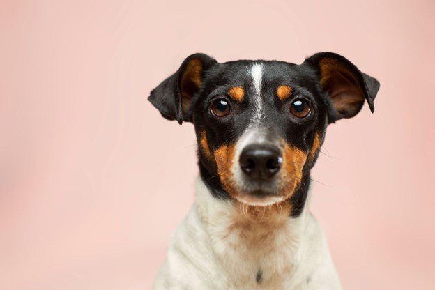 Alt text: a black and white dog