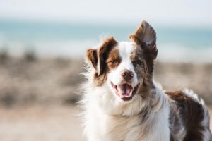 Alt text: a white and brown dog