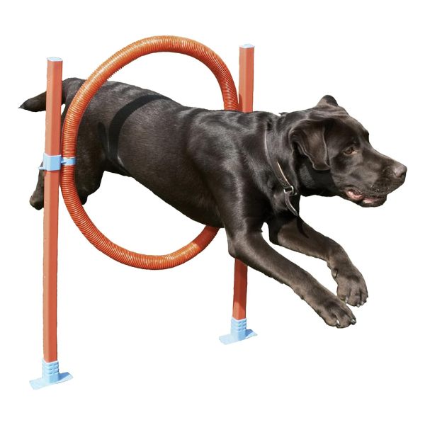 Rosewood Agility Hoop Jump.