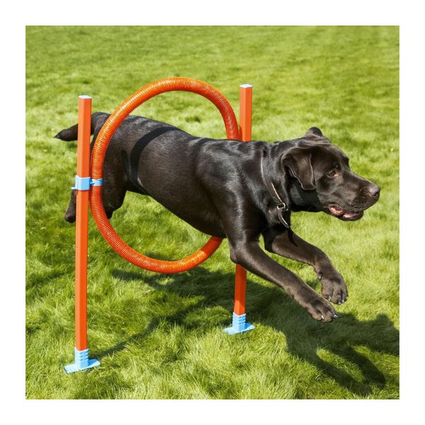 Rosewood Agility Hoop Jump.
