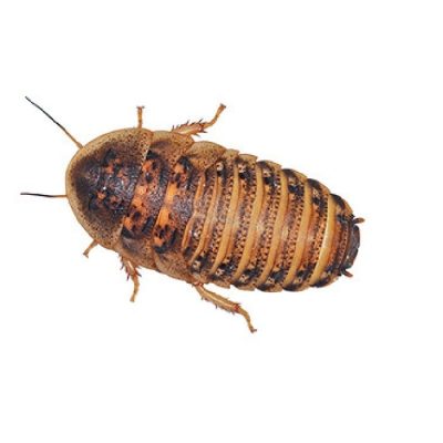 Cockroaches Various Sizes - Livefood - Adult sized cockroaches