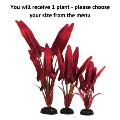Hugo Kamishi Amazon Palaefolius Silk Plant - 40cm