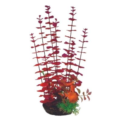 Hugo Kamishi Boxed Plant Mix 4 - 35cm