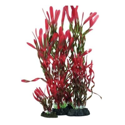 Hugo Kamishi Corkscrew Vallisneria Plant - 40cm