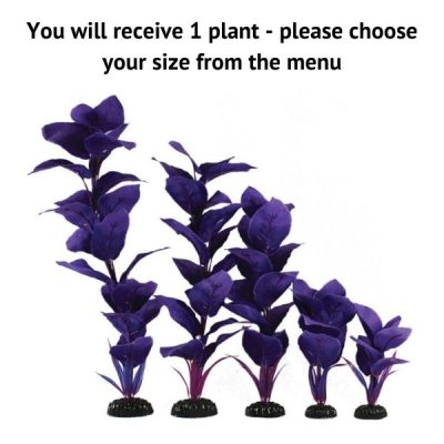 Hugo Kamishi Corymbosa Purple Silk Plant - 20cm