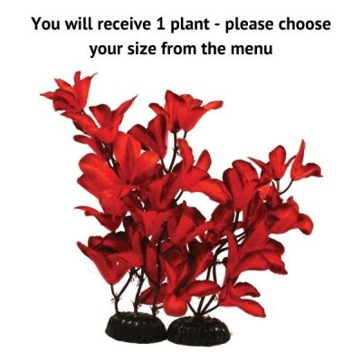 Hugo Kamishi Glandulosa Red Silk Plant - 30cm