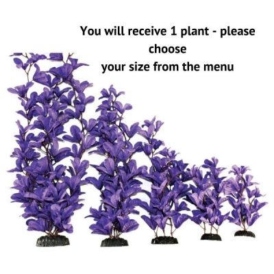 Hugo Kamishi Purple Bleheri Silk Plant - 30cm