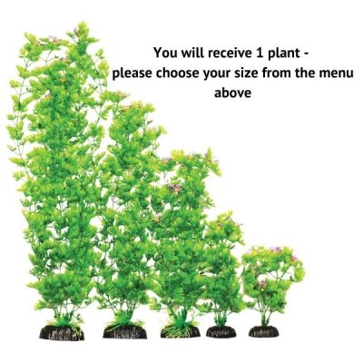 Hugo Kamishi Ranunculus Tall Plant - 13cm