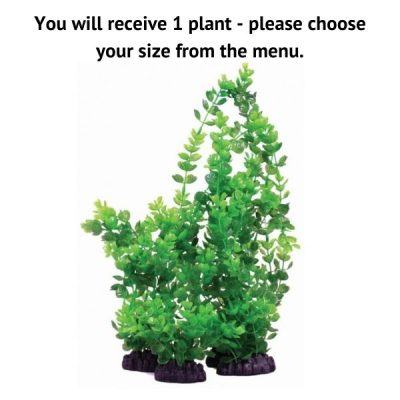 Hugo Kamishi Rotala Indica Plant - 9cm