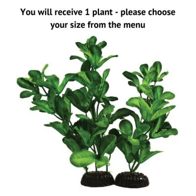 Hugo Kamishi Shinnerisa Silk Plant - 13cm