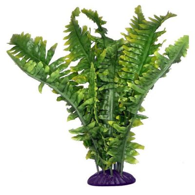 Komodo Boston Fern - Small