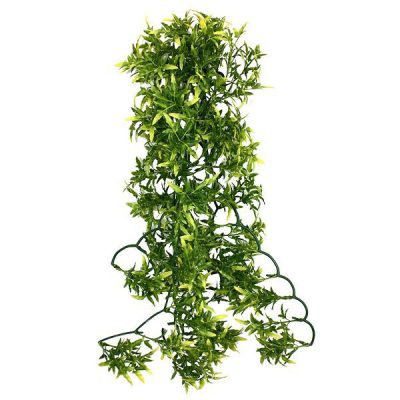 Komodo Croton Plant - 60cm