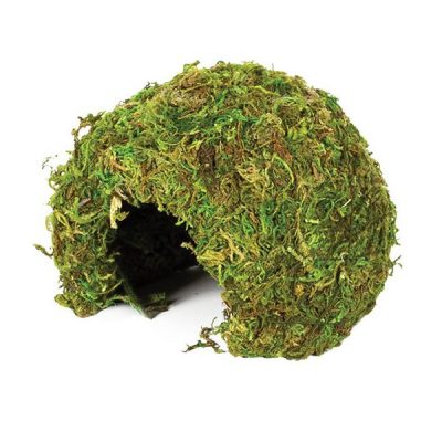 Komodo Natural Moss Cave - Small