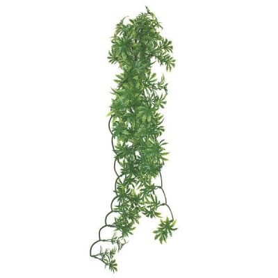 Komodo Papaya Leaf Vine - 60cm