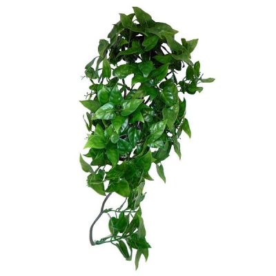 Komodo Philodendron Hanging Plant - 40cm