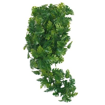 Komodo Split Philodendron Plant - 30cm