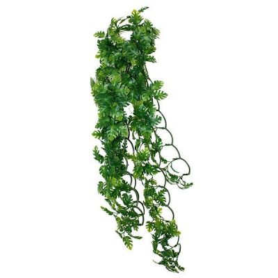 Komodo Split Philodendron Plant - 40cm
