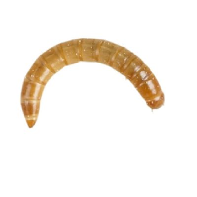 Mealworms Pre-Pack Various Sizes - Livefood