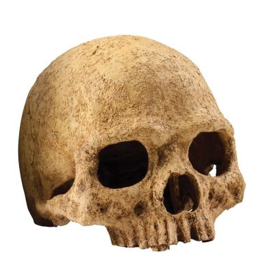 Exo-Terra Skulls Hide Out - Primate Skull