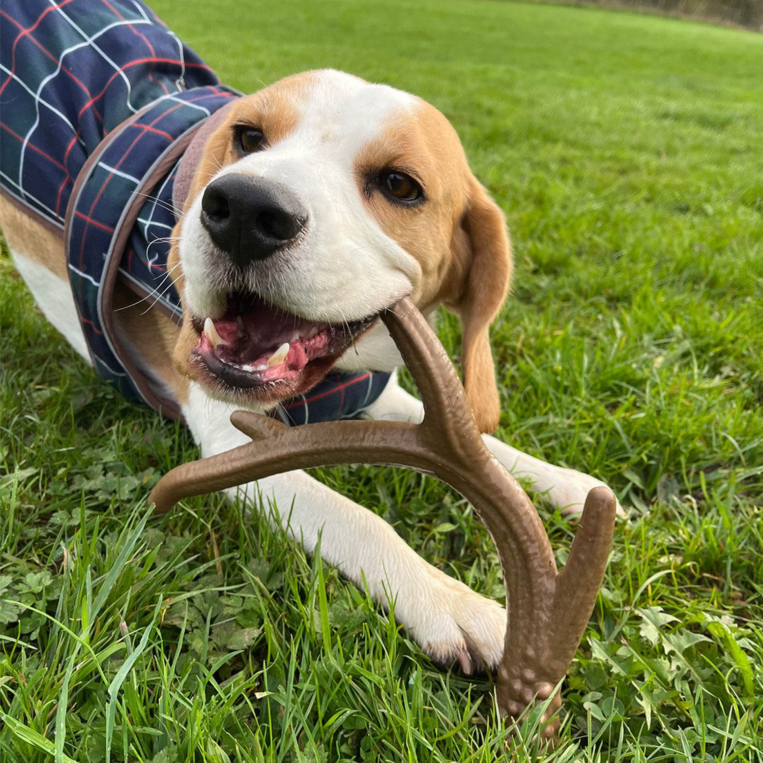 HugglePets Legacy Nylon Antler Dog Toy - Image 9