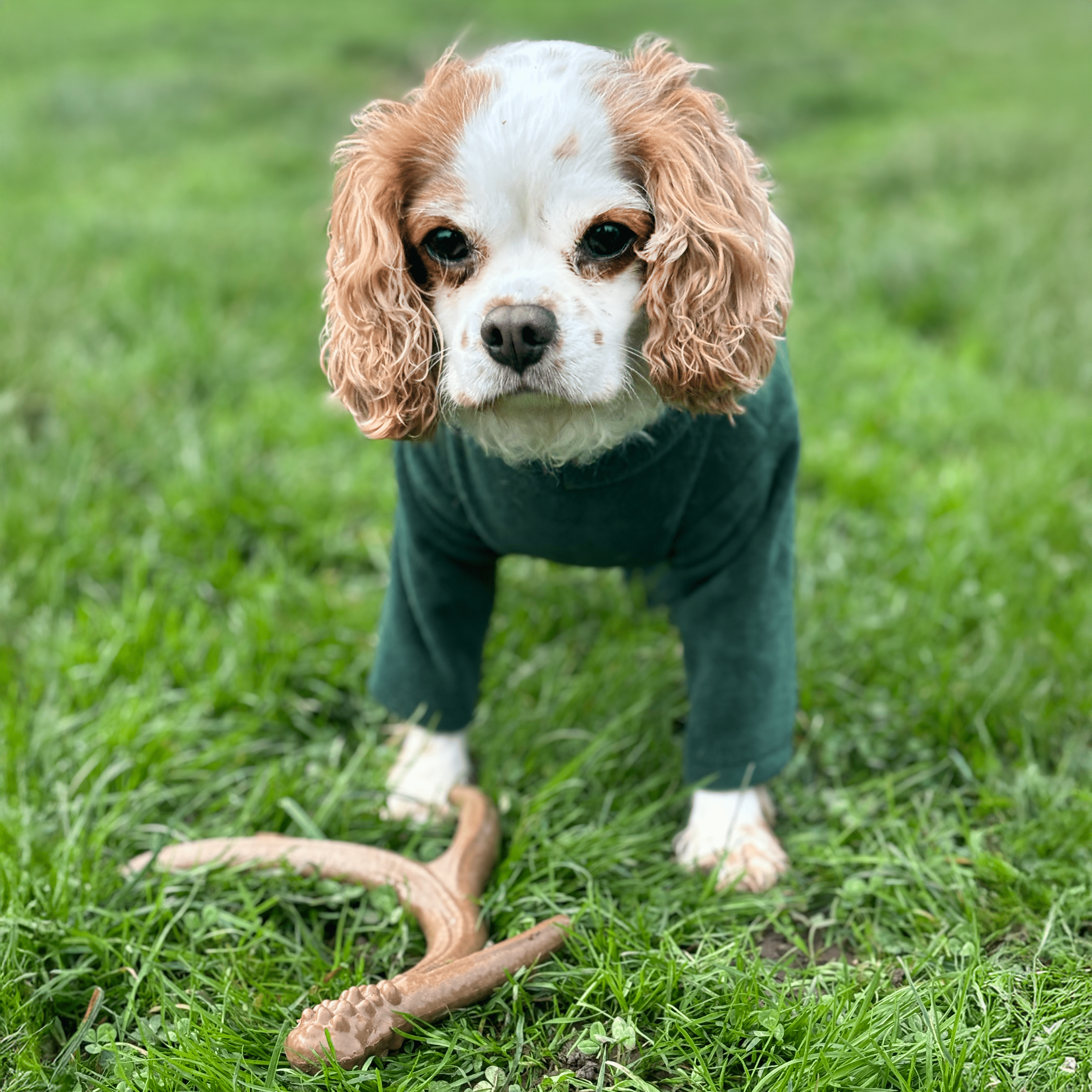 HugglePets Legacy Nylon Antler Dog Toy - Image 8
