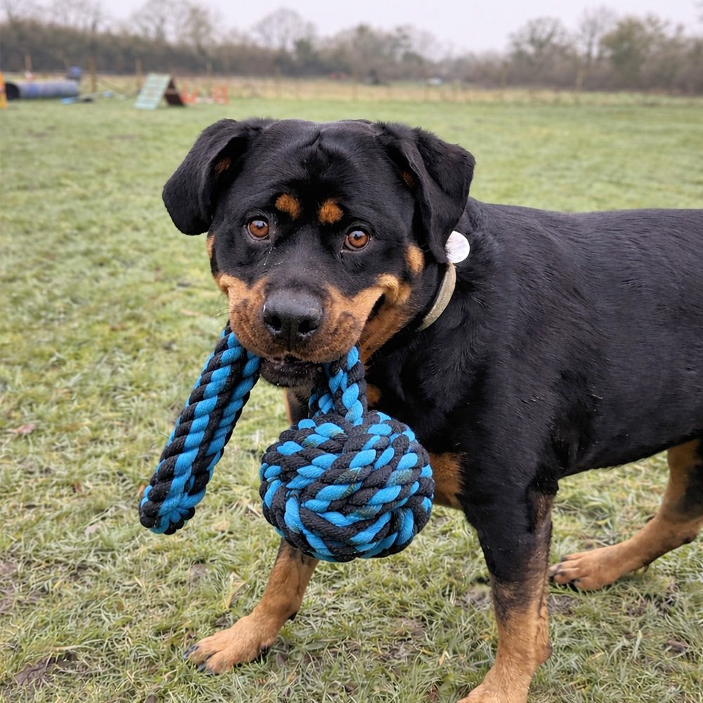 HugglePets Tactical K9 Super Ball Tug Dog Toy - Image 6