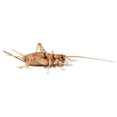 Banded Brown Crickets Various Sizes - Livefood - HugglePets