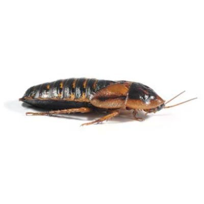 Dubia Roaches Various Sizes - Livefood - HugglePets