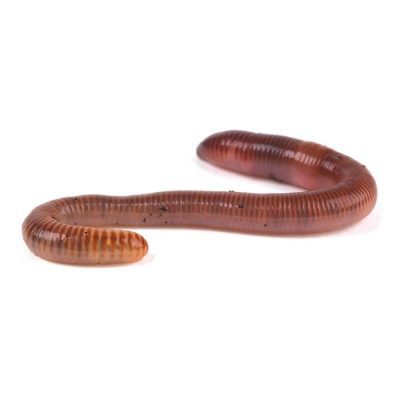 Earthworms Tub of 15 - Livefood - HugglePets
