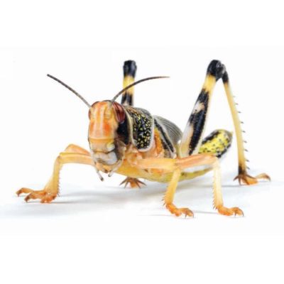 Locust (Hoppers) Various Sizes - Live Food - HugglePets