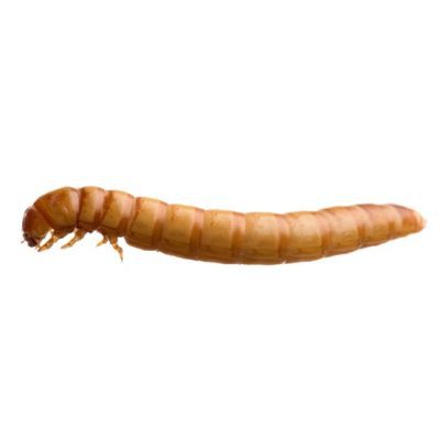 Mealworms 60g - Livefood - HugglePets