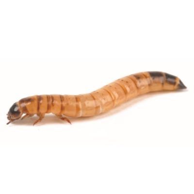 Morioworms 40g - Livefood - HugglePets