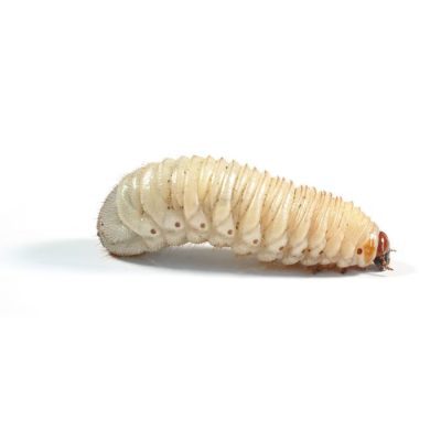 Pachnoda Grubs 25-35mm - Livefood - HugglePets